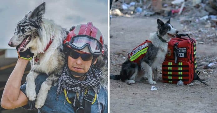 Balam, o cachorrinho que sobreviveu a um envenenamento e agora está salvando vidas na Turquia