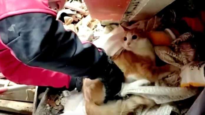 VÍDEO – Homem preso entre escombros pede para salvarem primeiro o seu gato