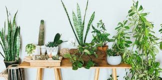 7 plantas que ATRAEM boas energias e prosperidade para a sua casa