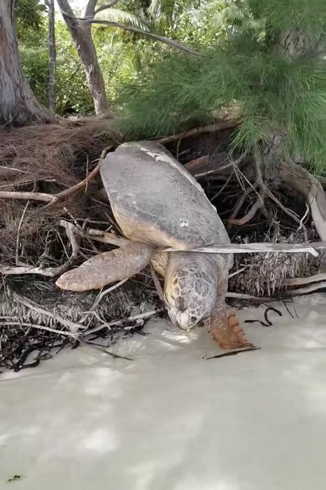 revistapazes.com - Homem encontra tartaruga marinha 'morta' presa entre raízes e a traz de volta à vida [VIDEO]