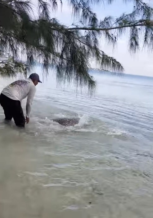 revistapazes.com - Homem encontra tartaruga marinha 'morta' presa entre raízes e a traz de volta à vida [VIDEO]