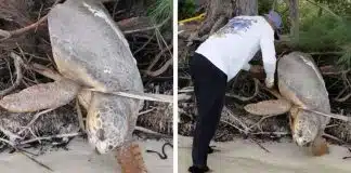 Homem encontra tartaruga marinha ‘morta’ presa entre raízes e a traz de volta à vida [VIDEO]