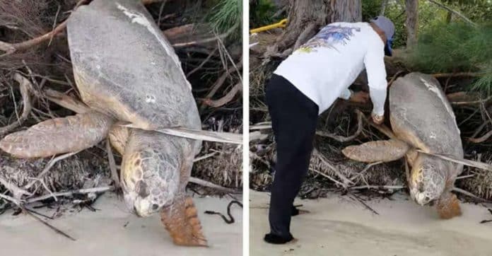 Homem encontra tartaruga marinha ‘morta’ presa entre raízes e a traz de volta à vida [VIDEO]