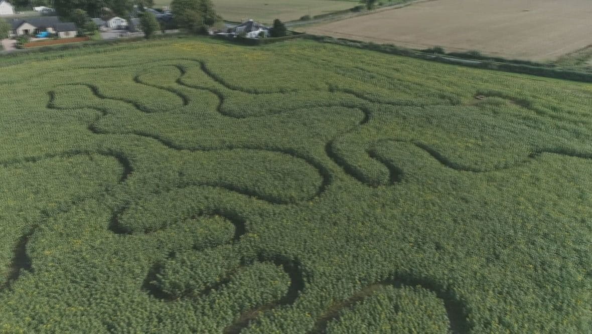 revistapazes.com - Jovem agricultor cria trilha com 250 mil girassóis que atrai visitantes do mundo todo [VIDEO]