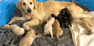 Golden retriever adota filhotes abandonados pela mãe em zoológico e decide cuidar deles como seus