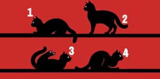 Escolha um gato: a sua escolha dirá qual seu propósito na vida!