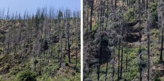 Apenas alguém com ‘visão de águia’ conseguem encontrar o carro nesta foto, e é muito mais difícil do que você imagina (3% conseguem!)