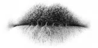 O que você vê primeiro na imagem? Sua resposta revela um lado oculto – e pouco explorado – da sua personalidade