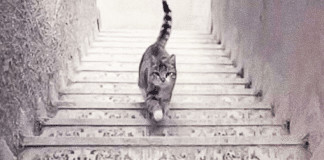 Teste de PERCEPÇÃO: o gato está subindo ou descendo as escadas? Sua resposta diz muito sobre você