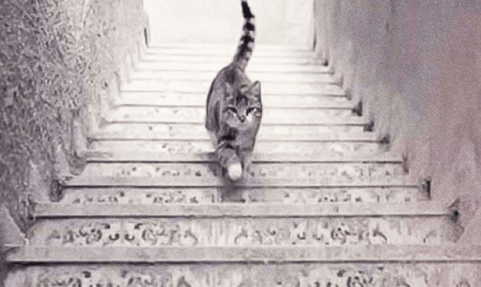 Teste de PERCEPÇÃO: o gato está subindo ou descendo as escadas? Sua resposta diz muito sobre você