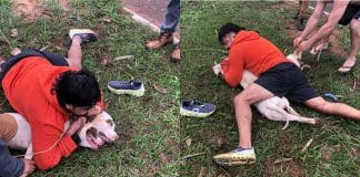 Professor de Muay Thai é surpreendido por pitbulls e consegue contê-los no braço em MS