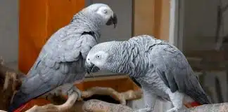 Caos no zoológico: papagaios xingam turistas, dão risada e acabam sendo separados