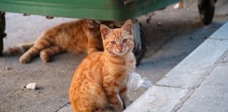 Cidade libera robôs armados com veneno para eliminar 6 milhões de gatos — e o motivo está revoltando o mundo