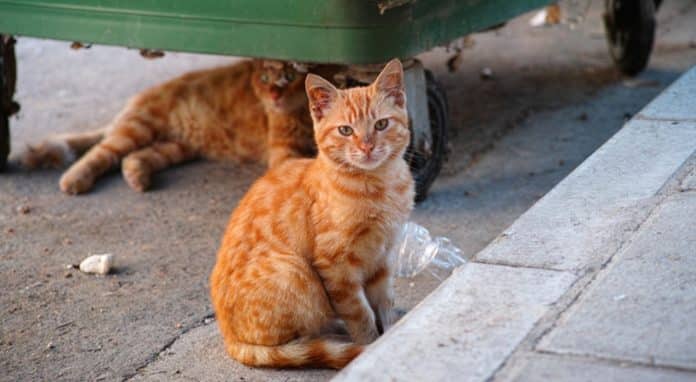 Cidade coloca robôs nas ruas para matar 6 milhões de gatos Cidade libera robôs armados com veneno para eliminar 6 milhões de gatos — e o motivo está revoltando o mundo