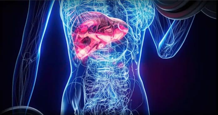 Seu fígado muda em apenas 24h sem álcool — e o que acontece depois de 7 e 30 dias vai te surpreender