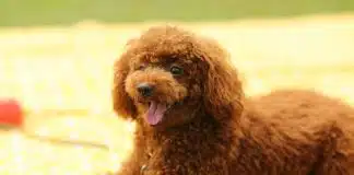 Verme do coração em cães: o que é, perigos, como prevenir e tratar!