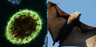 Índia confirma surto de vírus letal monitorado pela OMS e coloca mais de 100 pessoas em quarentena