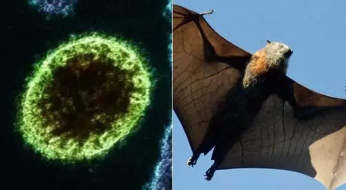 Índia confirma surto de vírus letal monitorado pela OMS e coloca mais de 100 pessoas em quarentena