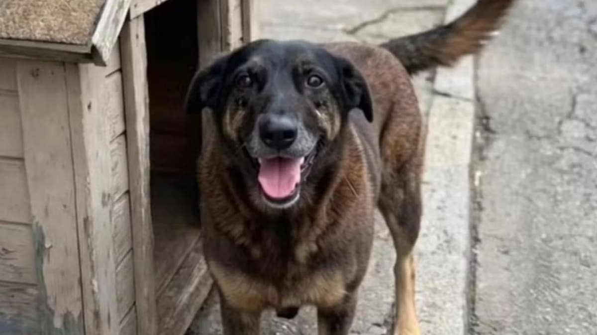 revistapazes.com - Laudo da pol&iacute;cia revela agress&otilde;es contra Orelha e exp&otilde;e fator decisivo que levou o c&atilde;o &agrave; eutan&aacute;sia