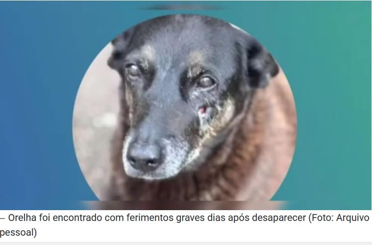 revistapazes.com - Laudo da pol&iacute;cia revela agress&otilde;es contra Orelha e exp&otilde;e fator decisivo que levou o c&atilde;o &agrave; eutan&aacute;sia