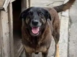 Laudo detalha agressões do cachorro Orelha