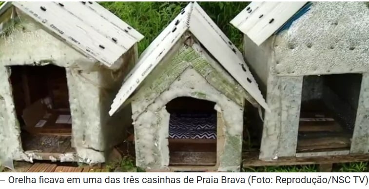 revistapazes.com - Laudo da pol&iacute;cia revela agress&otilde;es contra Orelha e exp&otilde;e fator decisivo que levou o c&atilde;o &agrave; eutan&aacute;sia