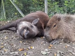capivara e anta brasileira inseparáveis são sacrificadas juntas em zoológico