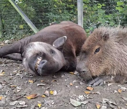 capivara e anta brasileira inseparáveis são sacrificadas juntas em zoológico