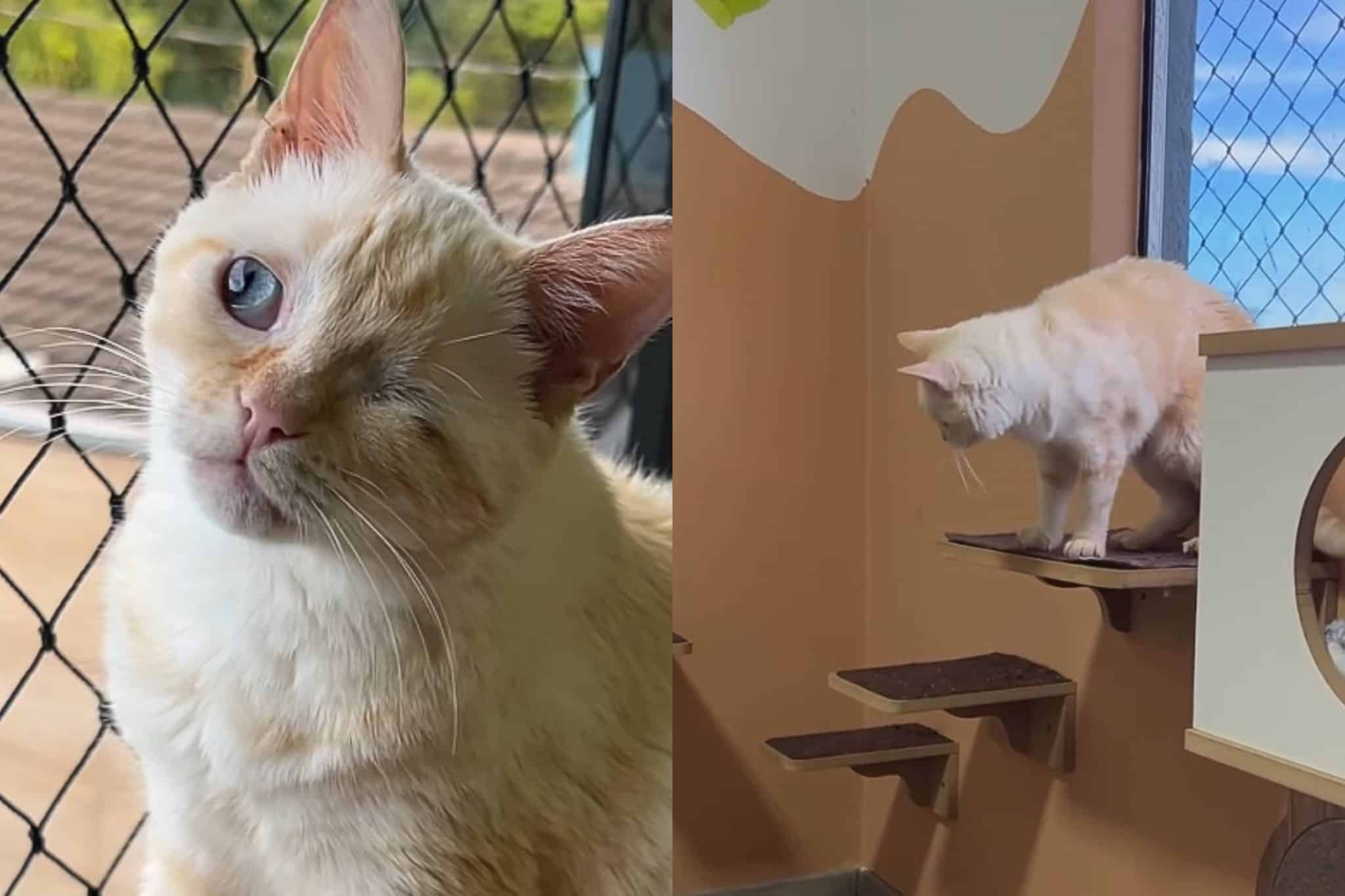 revistapazes.com - Ela adotou um gato com defici&ecirc;ncia&hellip; e a rotina da casa nunca mais foi a mesma por causa de Chico