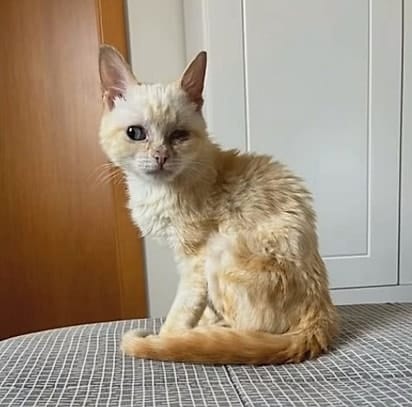 revistapazes.com - Ela adotou um gato com defici&ecirc;ncia&hellip; e a rotina da casa nunca mais foi a mesma por causa de Chico