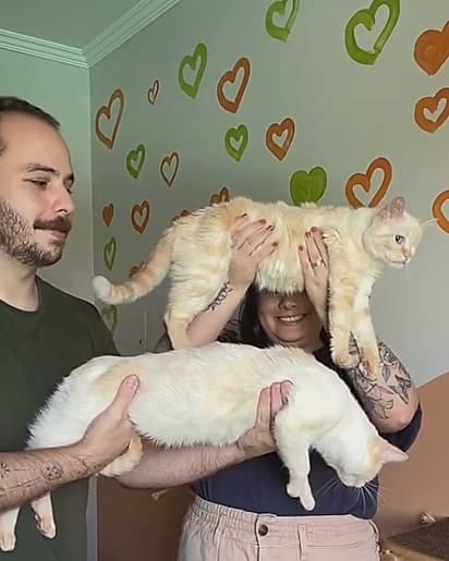 revistapazes.com - Ela adotou um gato com defici&ecirc;ncia&hellip; e a rotina da casa nunca mais foi a mesma por causa de Chico