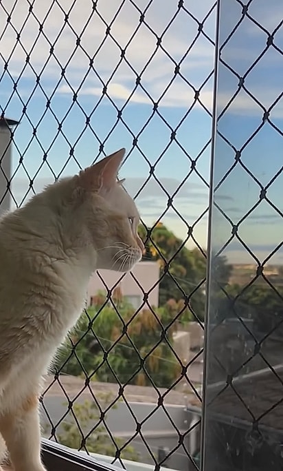 revistapazes.com - Ela adotou um gato com defici&ecirc;ncia&hellip; e a rotina da casa nunca mais foi a mesma por causa de Chico