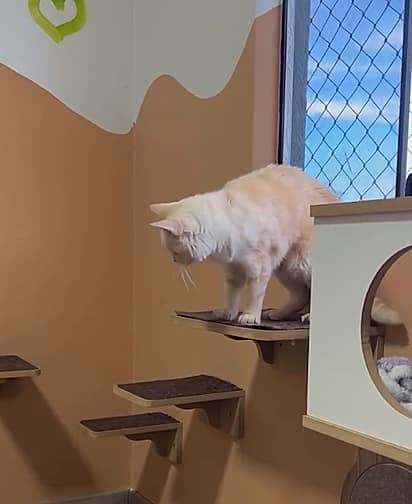 revistapazes.com - Ela adotou um gato com defici&ecirc;ncia&hellip; e a rotina da casa nunca mais foi a mesma por causa de Chico