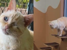 Adotei um gato com deficiência conheça o chico