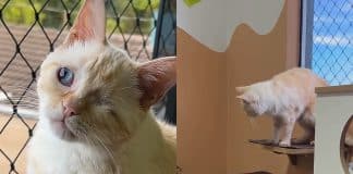 Ela adotou um gato com deficiência… e a rotina da casa nunca mais foi a mesma por causa de Chico