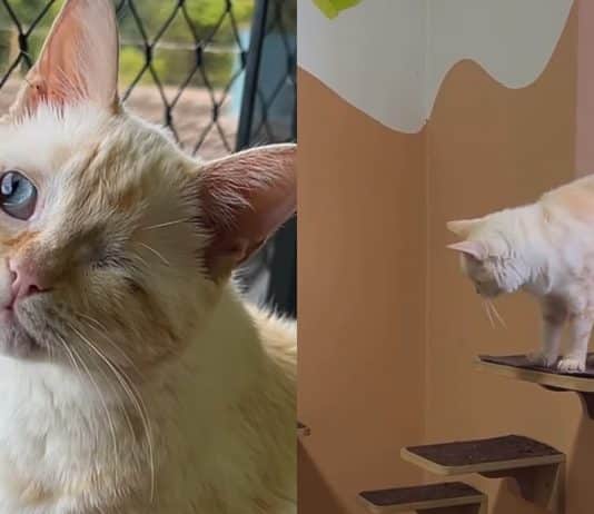 Adotei um gato com deficiência conheça o chico