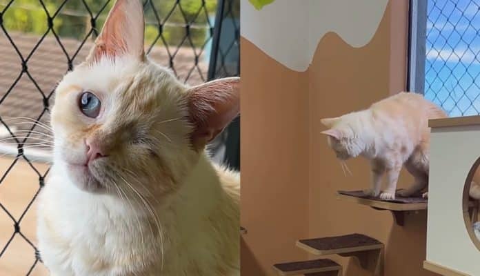 Adotei um gato com deficiência conheça o chico Ela adotou um gato com deficiência… e a rotina da casa nunca mais foi a mesma por causa de Chico
