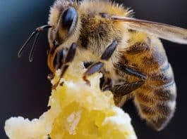 abelha cancer de mama estudo