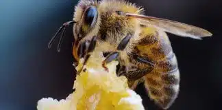 Cientistas ficam chocados: veneno de abelha destrói 100% de células de câncer de mama agressivo em menos de 1 hora