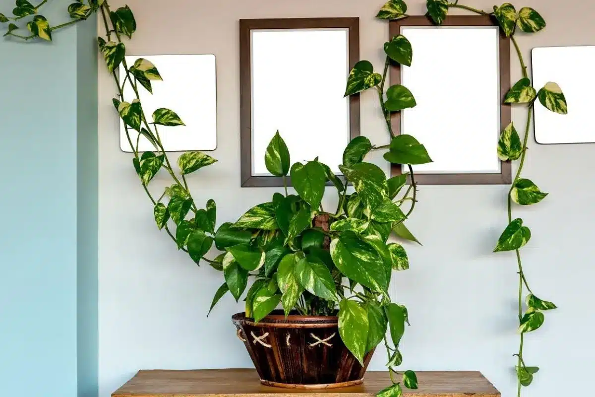 revistapazes.com - Sem sol em casa? Essas 9 plantas crescem na sombra e quase n&atilde;o d&atilde;o trabalho