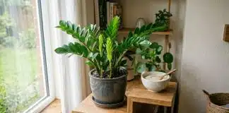 planta que afasta ratos e baratas