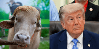 Búfalo albino chamado “Donald Trump” vira celebridade em Bangladesh antes de festival religioso