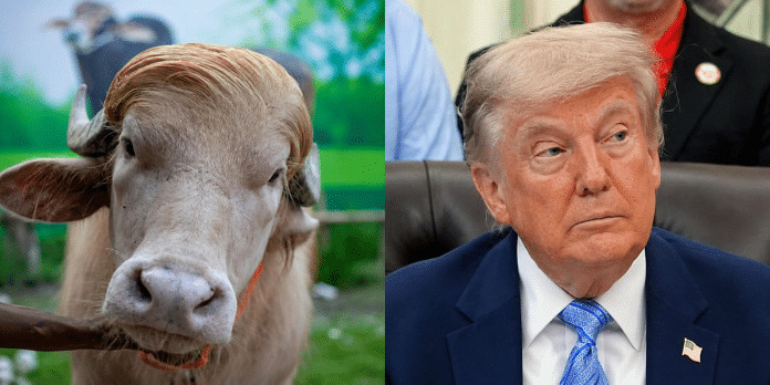 Búfalo albino chamado “Donald Trump” vira celebridade em Bangladesh antes de festival religioso