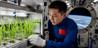 China vai plantar arroz no espaço por duas gerações para testar sobrevivência do grão fora da Terra