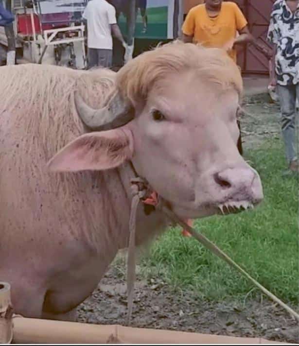 Búfalo albino chamado “Donald Trump” vira celebridade em Bangladesh antes de festival religioso revistapazes.com - Búfalo albino chamado “Donald Trump” vira celebridade em Bangladesh antes de festival religioso