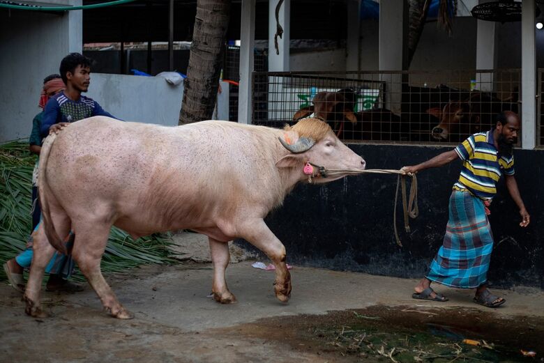 Búfalo albino chamado “Donald Trump” vira celebridade em Bangladesh antes de festival religioso revistapazes.com - Búfalo albino chamado “Donald Trump” vira celebridade em Bangladesh antes de festival religioso