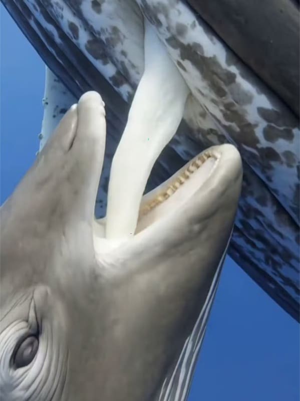 revistapazes.com - Filhotes de baleia-azul n&atilde;o conhecem limites e podem ganhar at&eacute; 90 quilos por dia com o leite da m&atilde;e: veja v&iacute;deo que viralizou