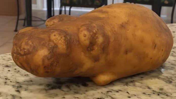 O primeiro animal que você enxergar aqui revela se você usa mais o lado direito ou esquerdo do cérebro