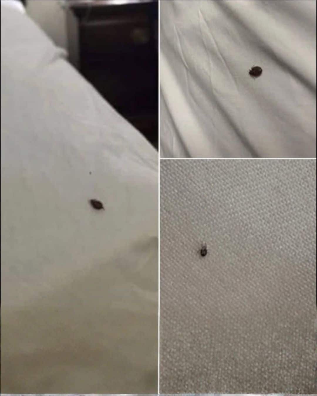 revistapazes.com - Se voc&ecirc; encontrar esses bichinhos na sua cama ou no sof&aacute;, isto &eacute; o que precisa saber