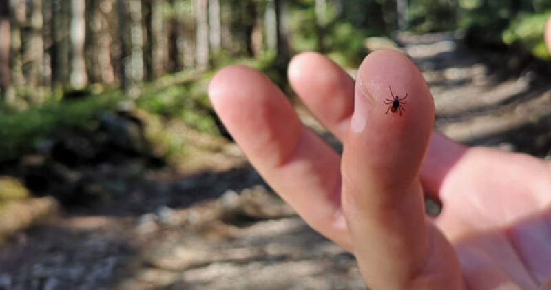 revistapazes.com - Se voc&ecirc; encontrar esses bichinhos na sua cama ou no sof&aacute;, isto &eacute; o que precisa saber
